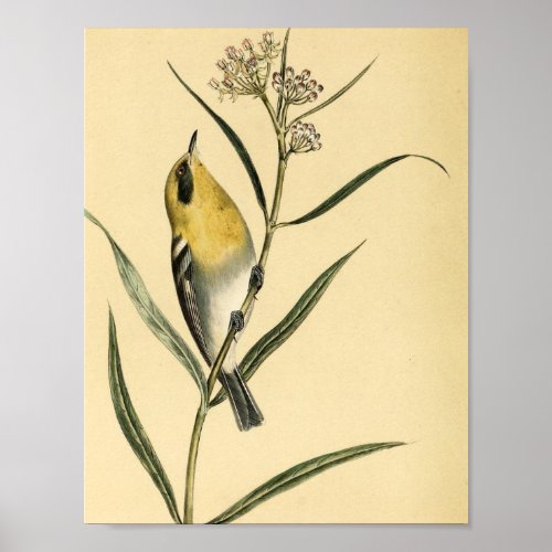 Vintage Yellow Warbler Bird Poster