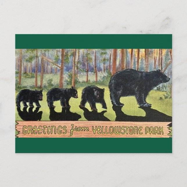 Vintage Yellowstone Park Bears Postcard (Front)
