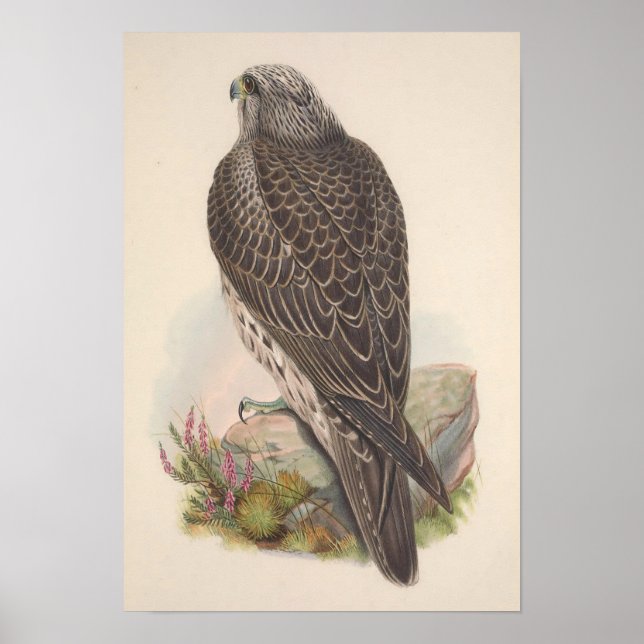 Vintage Young Iceland Falcon Bird Poster (Front)