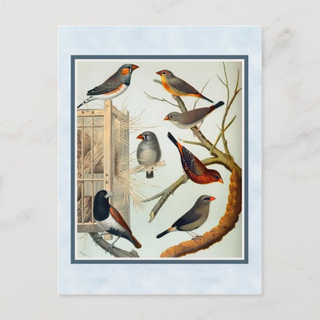 Vintage Zebra Finches Postcard (Front)