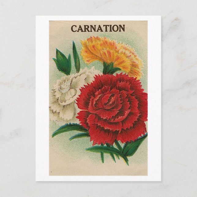 vintage zinnia seed packet postcard (Front)