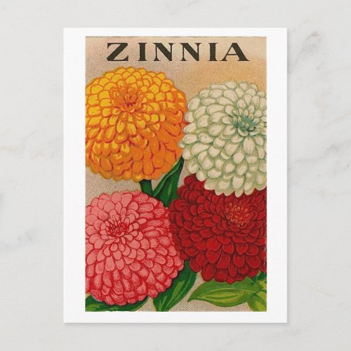 vintage zinnia seed packet postcard