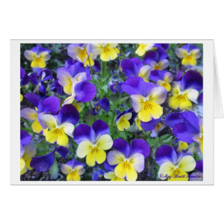 Viola cornuta cards