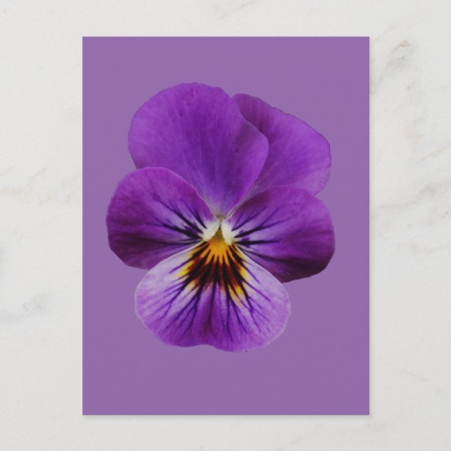 Viola Flower Postcard (Front)