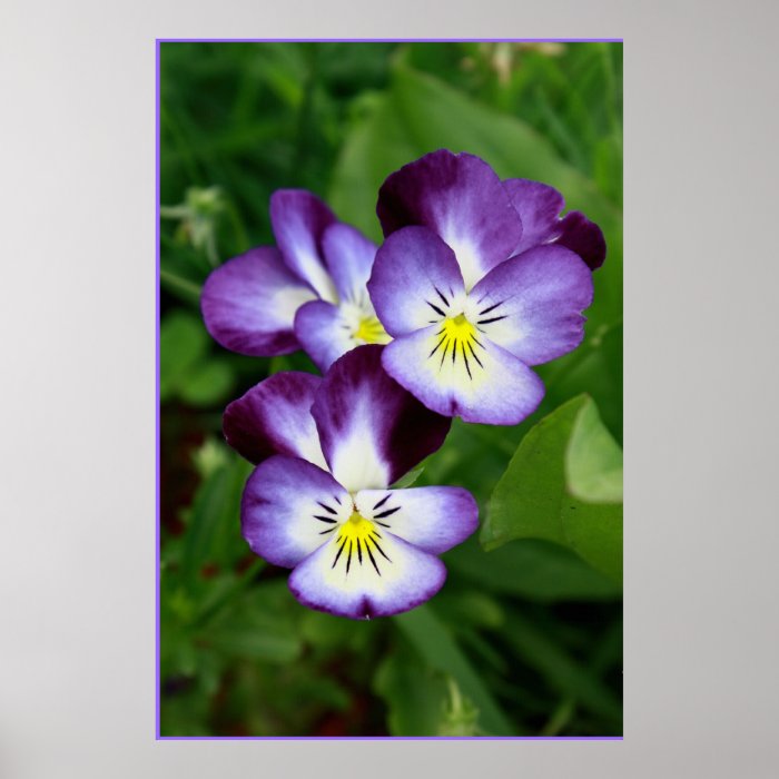 Viola pensies familly print