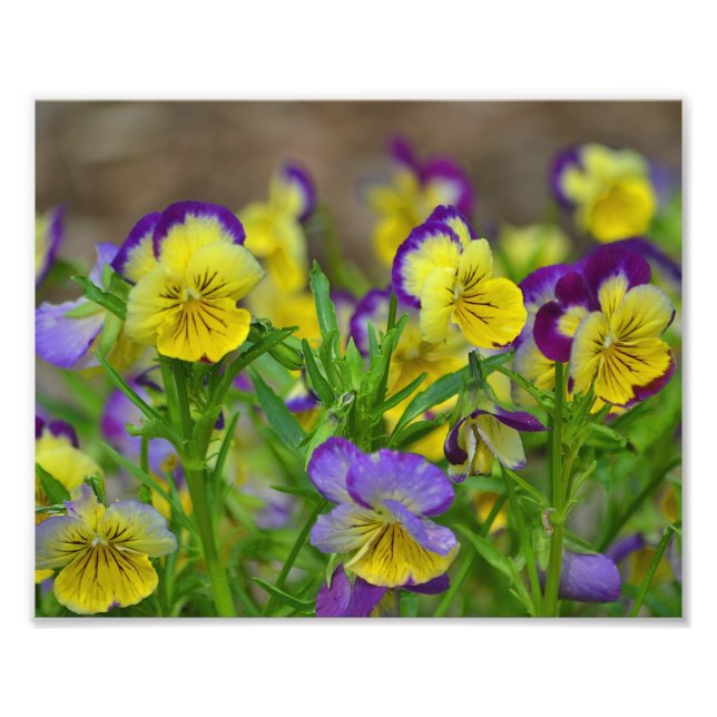 Viola Photo Print (Front)