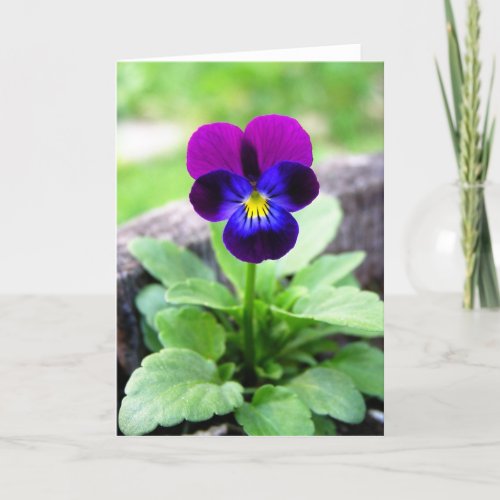 Viola Purple Flower Greeting Card