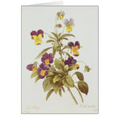 Viola Tricolour (Front)