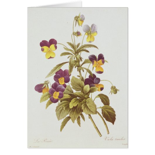 Viola Tricolour Cards (Front)