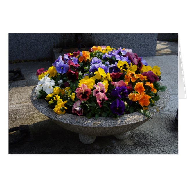 Viola wittrockiana (Front Horizontal)