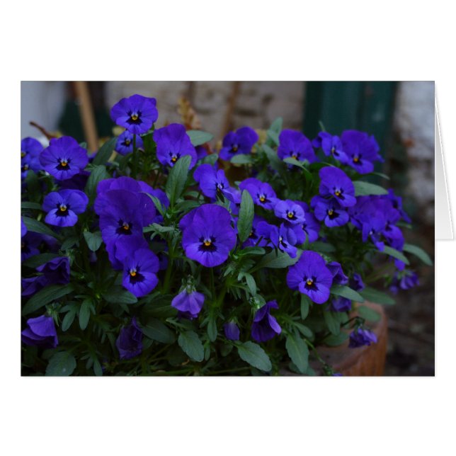 Viola wittrockiana cards (Front Horizontal)