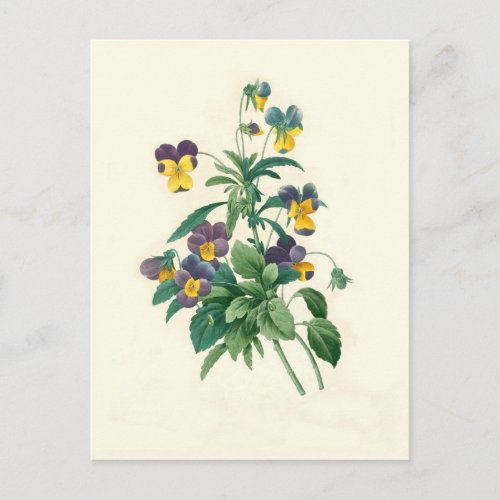 Violas by Pierre_Joseph Redout Postcard