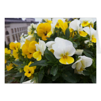 Violas in the garden of Villa di Poggio a Caiano Cards