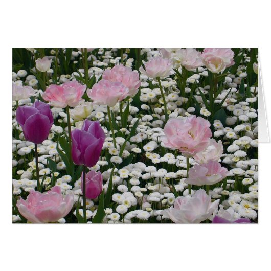 Violet Among The Pale Pink Cards (Front Horizontal)