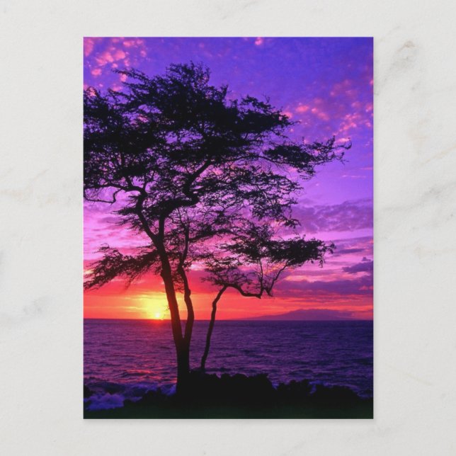 Violet and Pink Sunset Tree Postcard (Front)