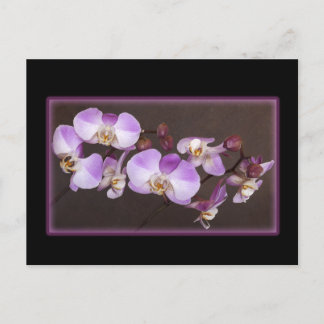 Violet and White Orchid Close Up Photograph Postcard