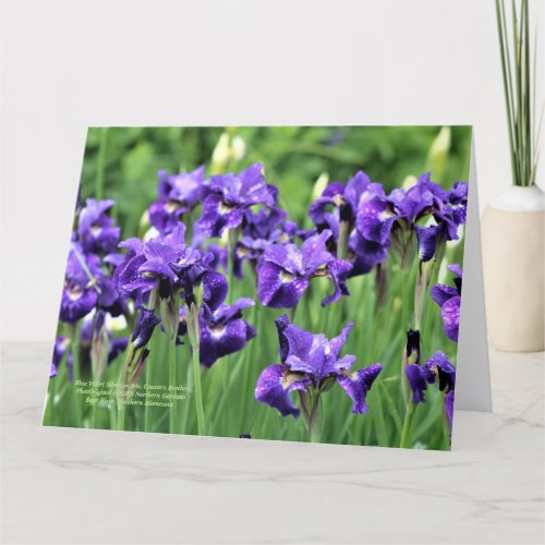 Violet Blue Siberian Iris Ceasars Brother Card