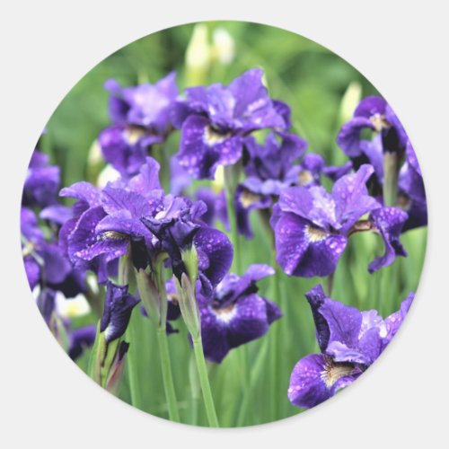 Violet Blue Siberian Iris Ceasars Brother Classic Round Sticker