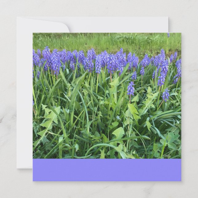 Violet Bluebells Photography - Herschberg, Germany Note Card (Front)