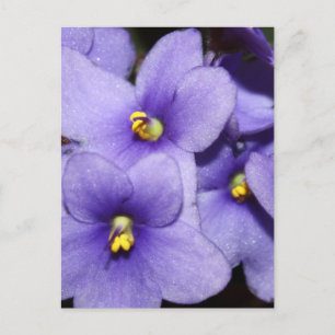 Violet Boquet Postcard