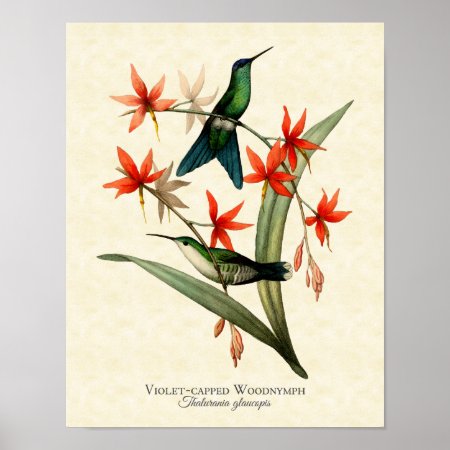 Violet Capped Wood Nymph Hummingbird Art Print