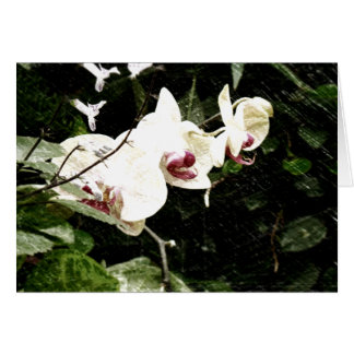Violet Card