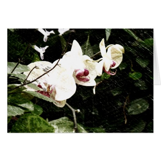 Violet Card (Front Horizontal)