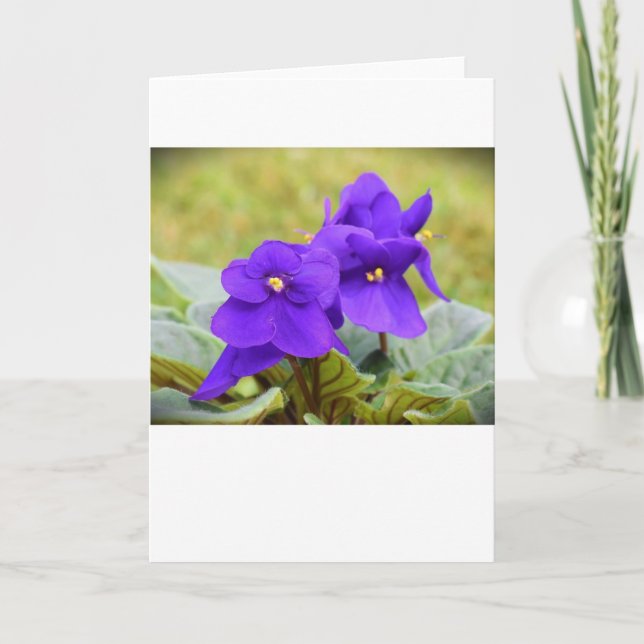 Violet, card (Front)
