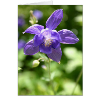 Violet Cards
