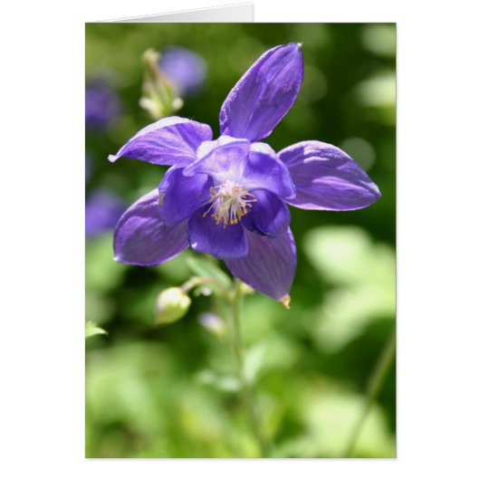 Violet Cards (Front)