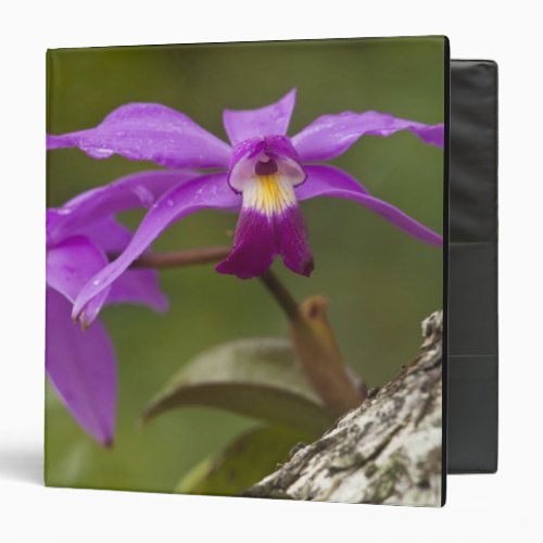 Violet Cattleya Orchid Cattleya violacea 3 Ring Binder