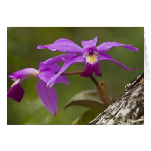 Violet Cattleya Orchid Cattleya violacea) Cards (Front Horizontal)