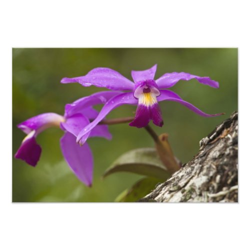 Violet Cattleya Orchid Cattleya violacea Photo Print