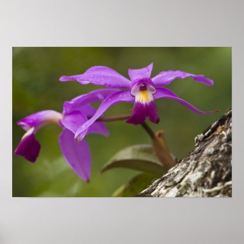 Violet Cattleya Orchid Cattleya violacea Poster