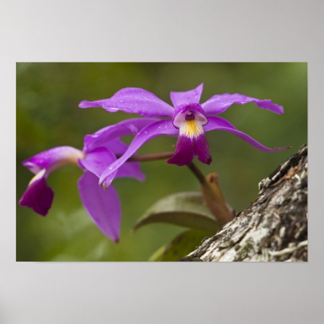 Violet Cattleya Orchid Cattleya violacea) Poster (Front)