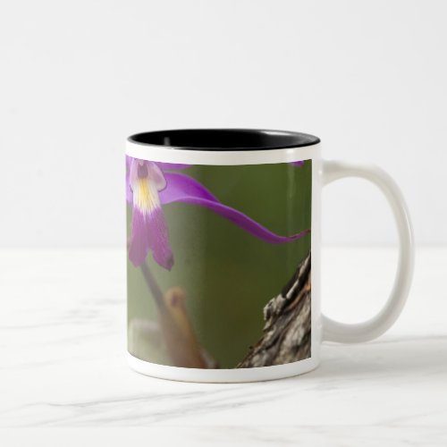 Violet Cattleya Orchid Cattleya violacea Two_Tone Coffee Mug