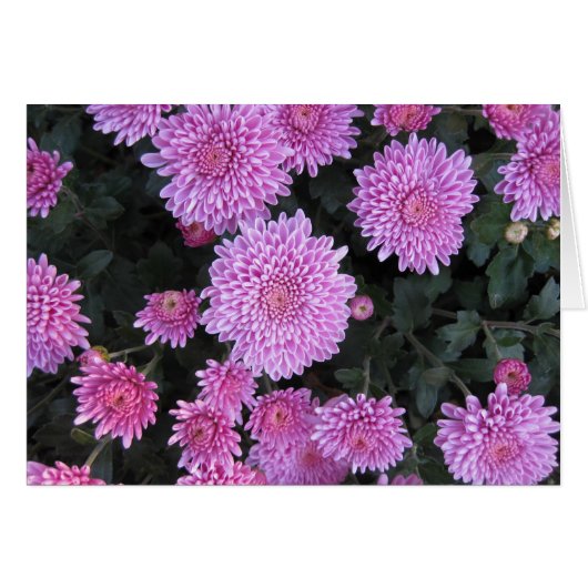 Violet Chrysanthemums Cards (Front Horizontal)