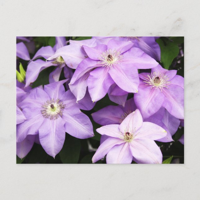 Violet Clematis Postcard (Front)