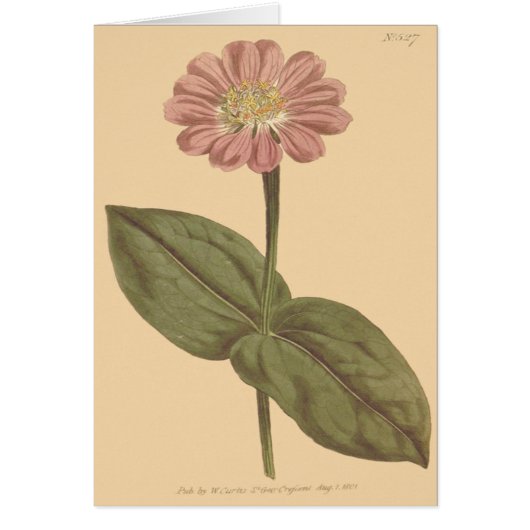 Violet Colored Zinnia Illustration Cards (Front)