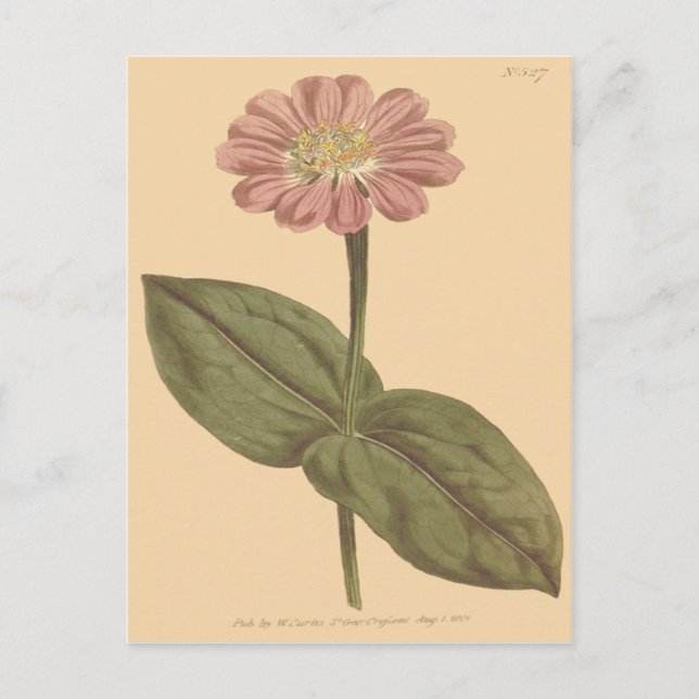 Violet Colored Zinnia Illustration Postcard (Front)
