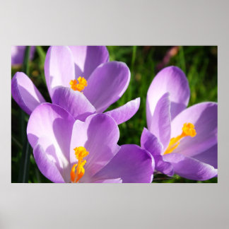 Violet crocus - Poster