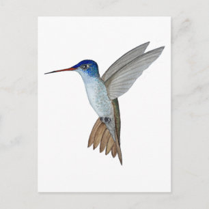 Violet-crowned hummingbird postcard