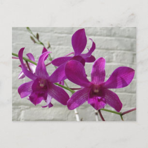 Violet Exotic Orchid Flowers Postcard