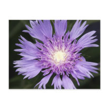 Violet Flower Postcard