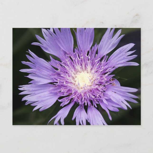 Violet Flower Postcard (Front)