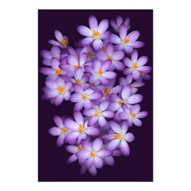  Violet Flowers   Photo Print (Front)