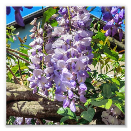 Violet Flowers Wisteria Photo Print