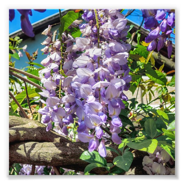 Violet Flowers Wisteria Photo Print (Front)