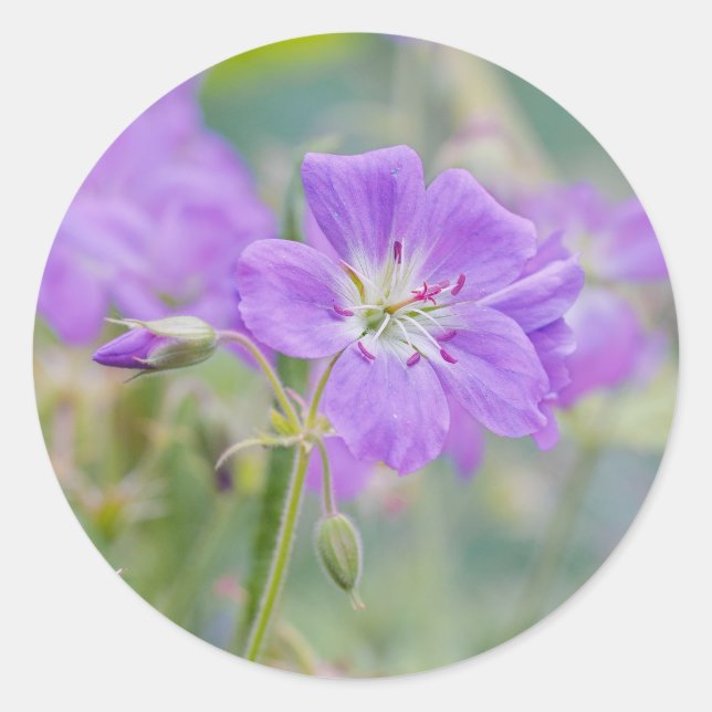 Violet Geranium Wildflower Dreamy Nature Photo Classic Round Sticker (Front)