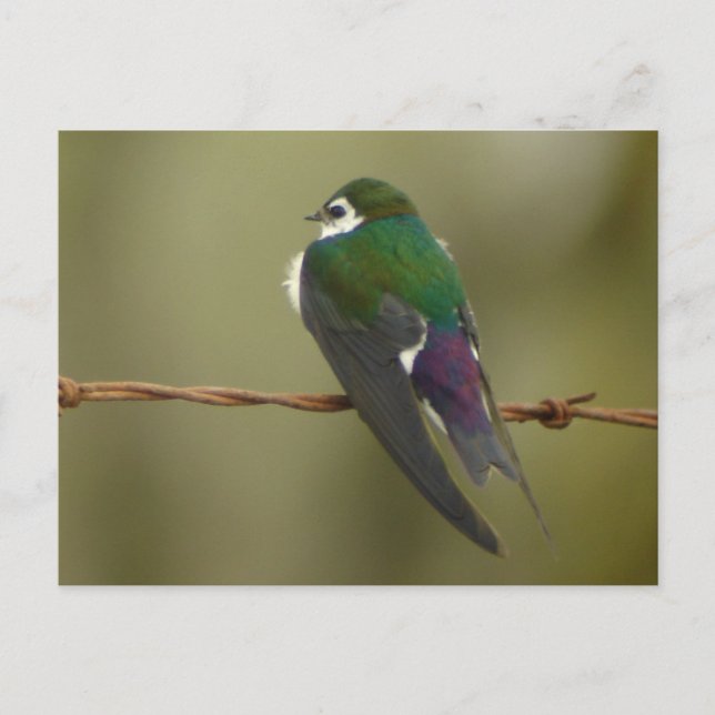 Violet-green Swallow Postcard (Front)